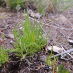 Isoetopsis graminifolia (Grass Cushion Daisy) at Bonython, ACT - 15 Oct 2014 by michaelb