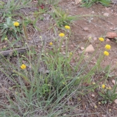 Calotis lappulacea (Yellow Burr Daisy) at Bonython, ACT - 15 Oct 2014 by MichaelBedingfield