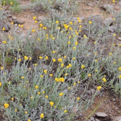 Chrysocephalum apiculatum (Common Everlasting) at Bonython, ACT - 15 Oct 2014 by michaelb