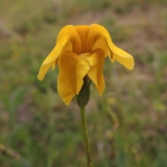 Goodenia pinnatifida (Scrambled Eggs) at Bonython, ACT - 15 Oct 2014 by MichaelBedingfield