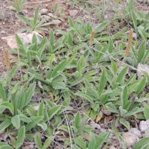 Plantago varia at Bonython, ACT - 15 Oct 2014