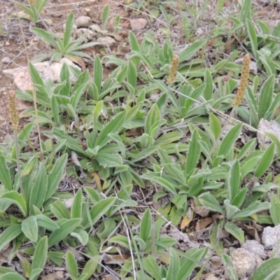 Plantago varia (Native Plaintain) at Bonython, ACT - 15 Oct 2014 by michaelb