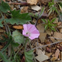 Convolvulus angustissimus subsp. angustissimus (Australian Bindweed) at Gungahlin, ACT - 21 Oct 2014 by lyndsey