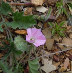 Convolvulus angustissimus subsp. angustissimus at Gungahlin, ACT - 21 Oct 2014 12:34 PM