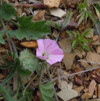 Convolvulus angustissimus subsp. angustissimus (Australian Bindweed) at Gungahlin, ACT - 21 Oct 2014 by lyndsey