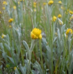 Chrysocephalum apiculatum (Common Everlasting) at Gungahlin, ACT - 20 Oct 2014 by lyndsey