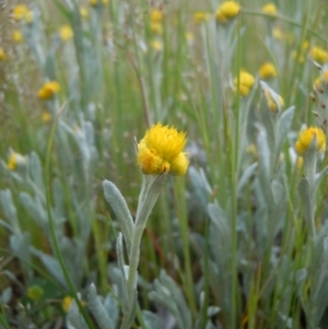 Chrysocephalum apiculatum at Gungahlin, ACT - 21 Oct 2014 10:29 AM