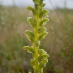 Microtis unifolia (Common Onion Orchid) at Gungahlin, ACT - 21 Oct 2014 by lyndsey