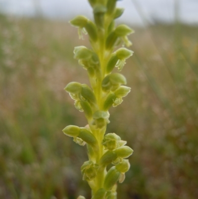 Microtis unifolia (Common Onion Orchid) at Gungahlin, ACT - 21 Oct 2014 by lyndsey