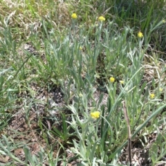 Chrysocephalum apiculatum (Common Everlasting) at Mount Ainslie to Black Mountain - 21 Oct 2014 by TimYiu