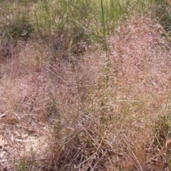 Panicum effusum (Hairy Panic Grass) at Mount Ainslie to Black Mountain - 21 Oct 2014 by TimYiu