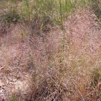 Panicum effusum (Hairy Panic Grass) at Mount Ainslie to Black Mountain - 21 Oct 2014 by TimYiu