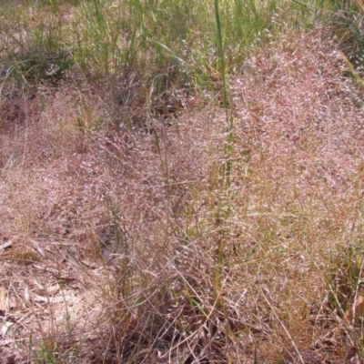 Panicum effusum (Hairy Panic Grass) at Acton, ACT - 22 Oct 2014 by TimYiu