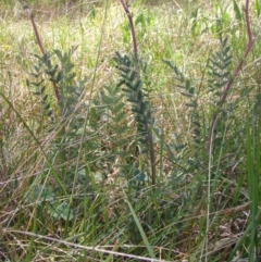 Acaena echinata (Sheeps Burr) at Acton, ACT - 21 Oct 2014 by TimYiu