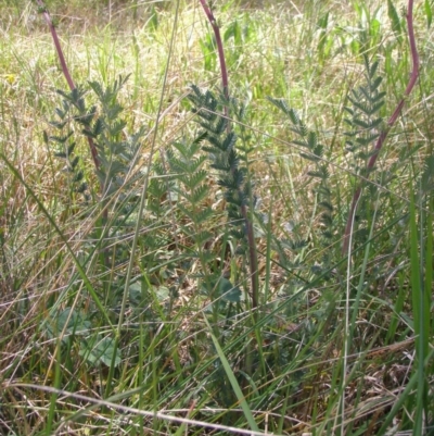 Acaena echinata (Sheeps Burr) at Mount Ainslie to Black Mountain - 21 Oct 2014 by TimYiu