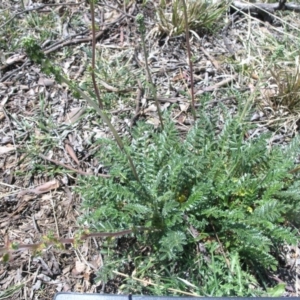 Acaena echinata at Acton, ACT - 22 Oct 2014 12:00 AM