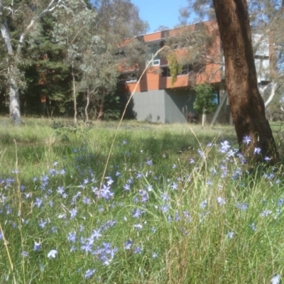 Wahlenbergia sp. (Bluebell) at Acton, ACT - 22 Oct 2014 by TimYiu