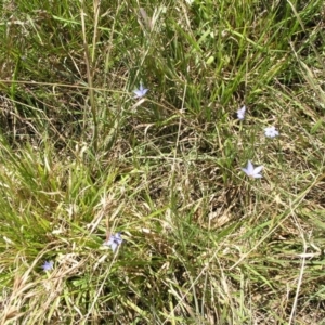 Wahlenbergia sp. at Acton, ACT - 22 Oct 2014