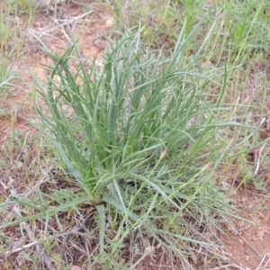 Eryngium ovinum at Bonython, ACT - 15 Oct 2014 06:05 PM