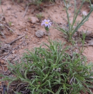 Vittadinia muelleri at Bonython, ACT - 15 Oct 2014 06:06 PM