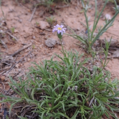 Vittadinia muelleri (Narrow-leafed New Holland Daisy) at Bonython, ACT - 15 Oct 2014 by michaelb