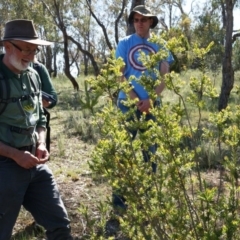 Styphelia triflora (Five-corners) at Watson, ACT - 19 Oct 2014 by AaronClausen