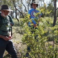 Styphelia triflora (Five-corners) at Watson, ACT - 18 Oct 2014 by AaronClausen