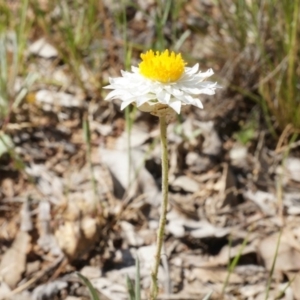 Leucochrysum albicans subsp. tricolor at Watson, ACT - 19 Oct 2014 10:27 AM