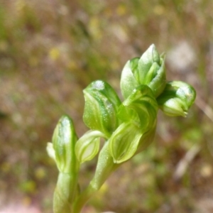 Hymenochilus sp. at Goorooyarroo NR (ACT) - suppressed