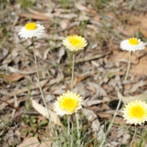 Leucochrysum albicans subsp. tricolor at Watson, ACT - 19 Oct 2014 10:43 AM