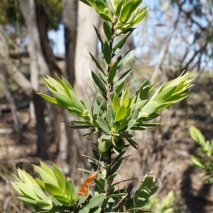 Styphelia triflora at Majura, ACT - 19 Oct 2014 10:58 AM