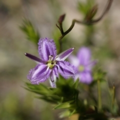 Thysanotus patersonii (Twining Fringe Lily) at Majura, ACT - 19 Oct 2014 by AaronClausen