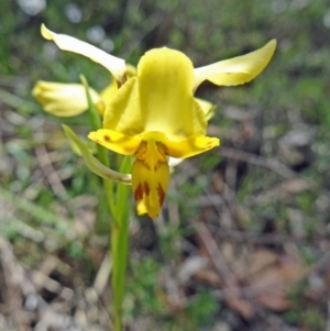 Diuris nigromontana at Canberra Central, ACT - 22 Oct 2014