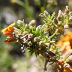 Dillwynia sericea (Egg And Bacon Peas) at Majura, ACT - 19 Oct 2014 by AaronClausen