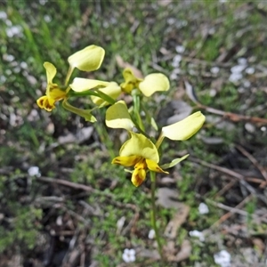 Diuris nigromontana at Point 5204 - suppressed