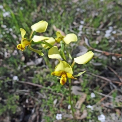 Diuris nigromontana (Black Mountain Leopard Orchid) at Point 5204 - 22 Oct 2014 by galah681