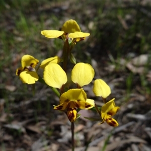 Diuris nigromontana at Point 5204 - suppressed