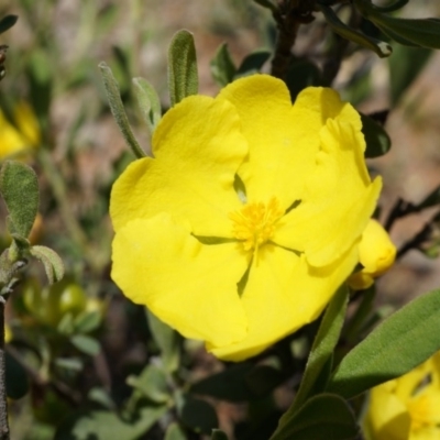 Hibbertia obtusifolia (Grey Guinea-flower) at Majura, ACT - 19 Oct 2014 by AaronClausen