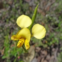 Diuris nigromontana (Black Mountain Leopard Orchid) at Point 5204 - 22 Oct 2014 by galah681