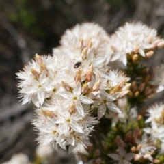 Calytrix tetragona (Common Fringe-myrtle) at Watson, ACT - 19 Oct 2014 by AaronClausen