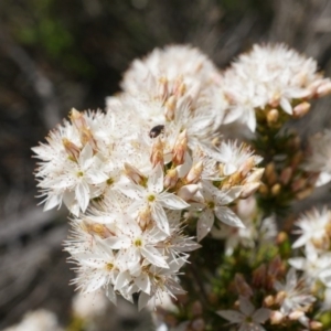 Calytrix tetragona at Watson, ACT - 19 Oct 2014