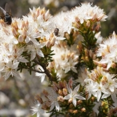 Calytrix tetragona at Watson, ACT - 19 Oct 2014