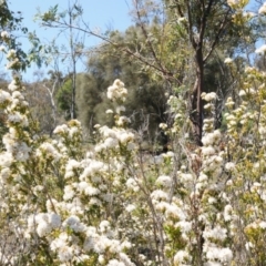 Calytrix tetragona at Watson, ACT - 19 Oct 2014 11:27 AM