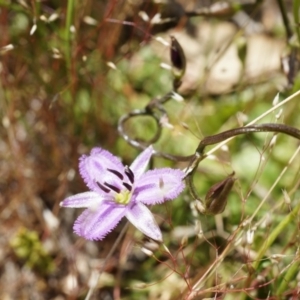 Thysanotus patersonii at Majura, ACT - 19 Oct 2014 11:30 AM