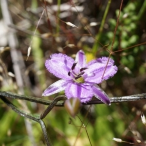 Thysanotus patersonii at Majura, ACT - 19 Oct 2014