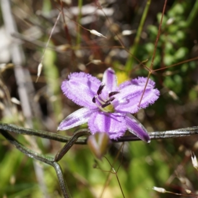 Thysanotus patersonii (Twining Fringe Lily) at Majura, ACT - 19 Oct 2014 by AaronClausen