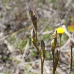 Thelymitra sp. (A Sun Orchid) at Majura, ACT - 19 Oct 2014 by AaronClausen