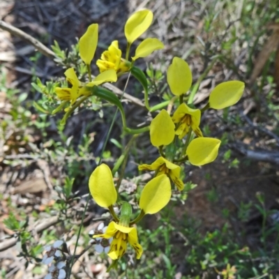 Diuris sulphurea (Tiger Orchid) at Canberra Central, ACT - 22 Oct 2014 by galah681