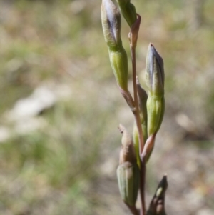 Thelymitra sp. at Majura, ACT - suppressed