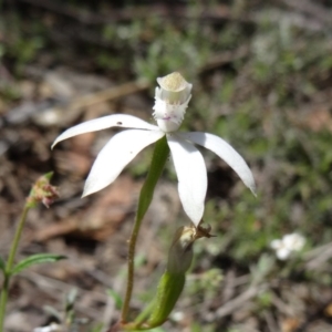 Caladenia moschata at Canberra Central, ACT - 22 Oct 2014